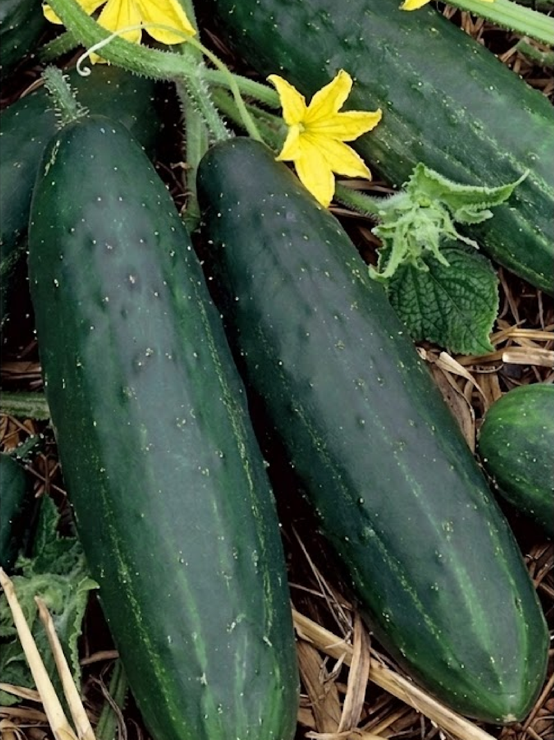 CUCUMBER MUNCHER SEEDS