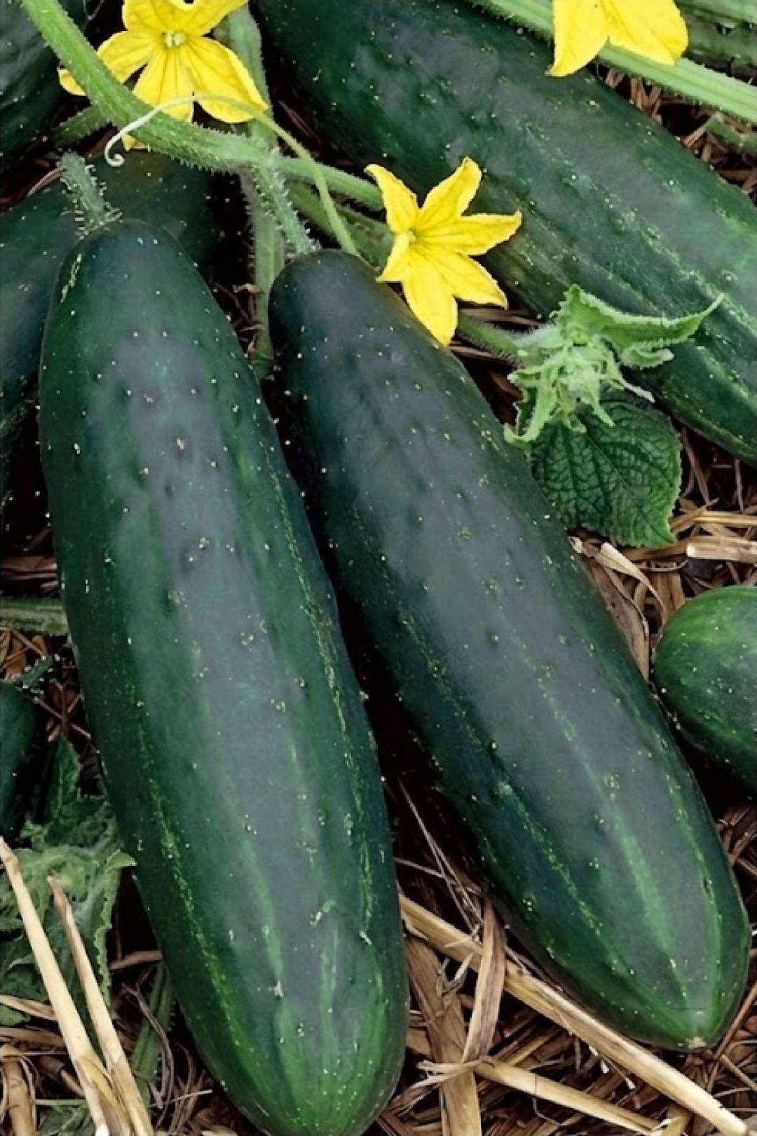 CUCUMBER MUNCHER SEEDS <br> بذور الخيار مونشير