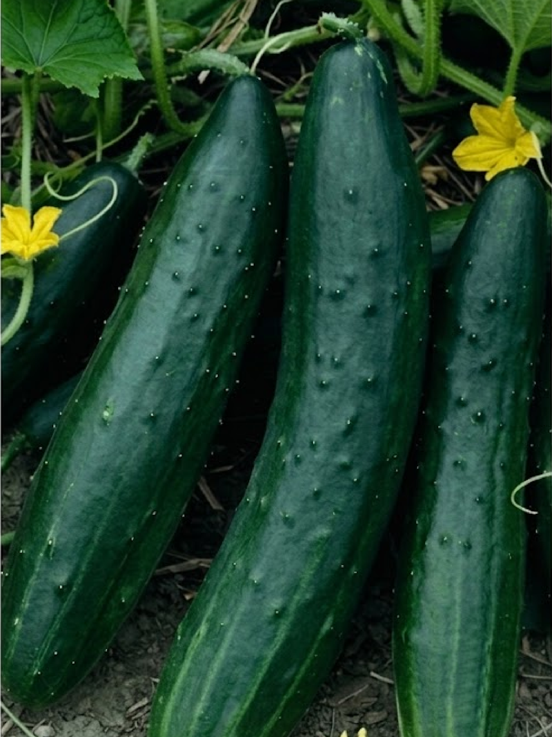 CUCUMBER MUNCHER SEEDS