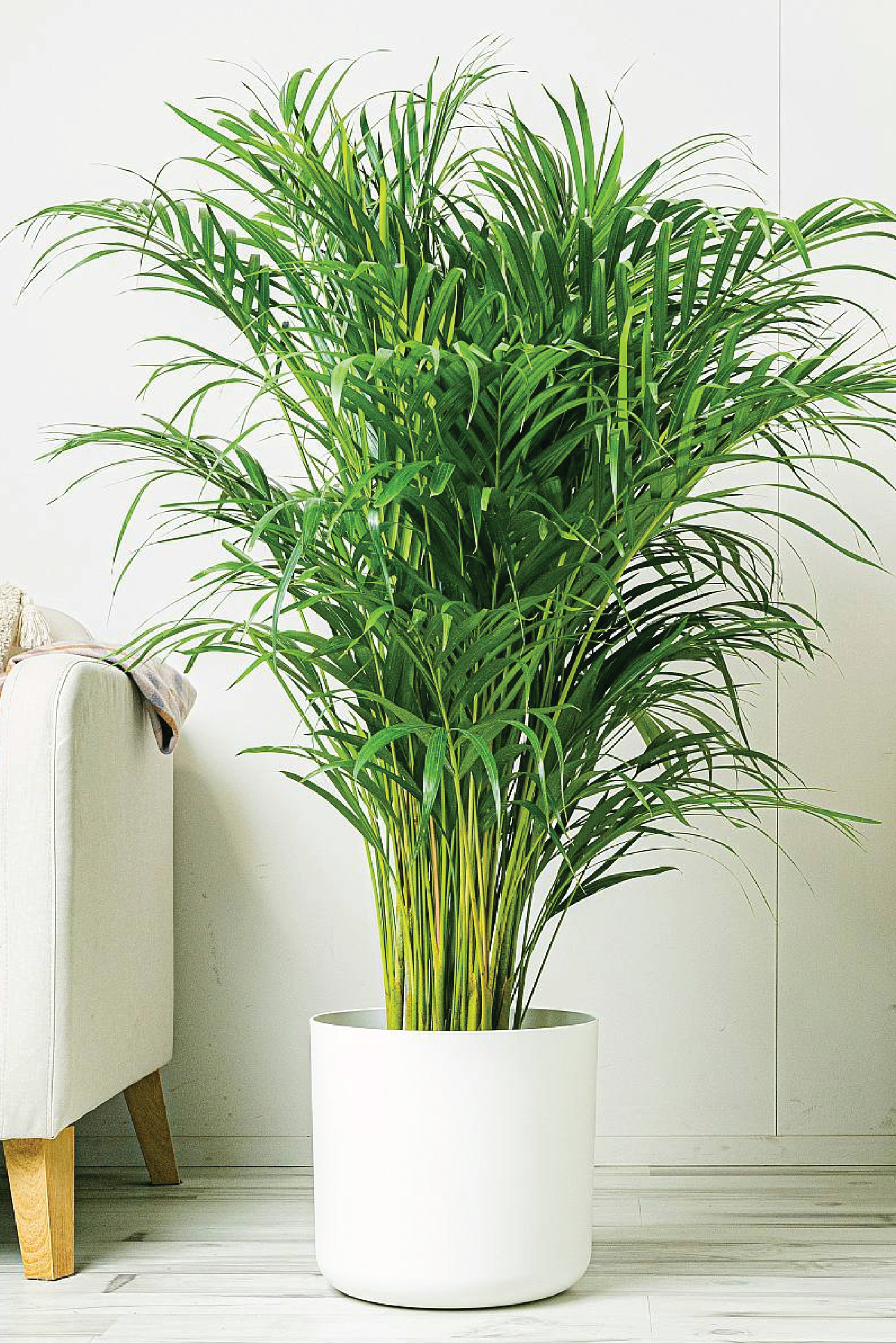 ARECA PALM PLANT - Perfect Indoor Tropical Plant for Home  Plantology Lab  Trading