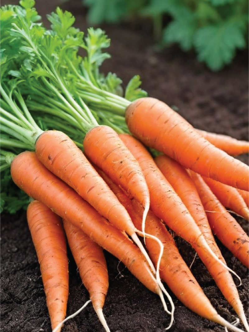 CARROT SEEDS <br> بذور الجزر