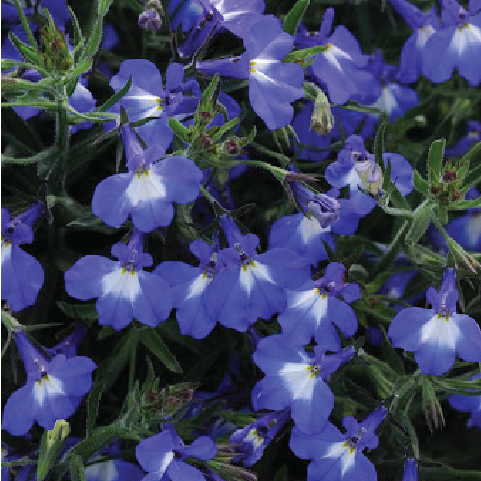 LOBELIA FLOWER SEEDLING <br> شتلات زهور اللوبيليا