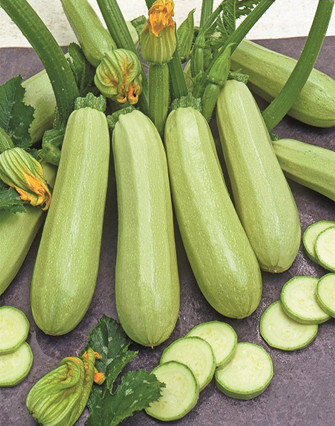 ORGANIC ESKANDARANI ZUCCHINI SEEDLING