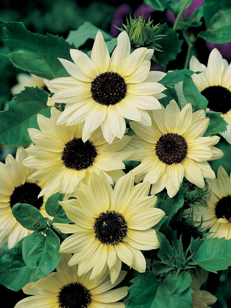 VANILLA ICE SUNFLOWER SEEDLING <br>شتلات دوار الشمس فانيلا آيس