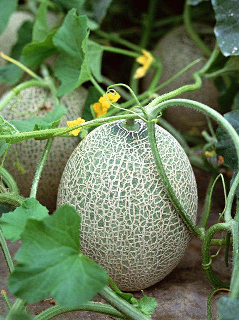 ORGANIC CANTALOUPE SEEDLING <br> شتلات الكانتالوب العضوية