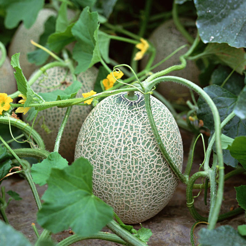 ORGANIC CANTALOUPE SEEDLING <br> شتلات الكانتالوب العضوية