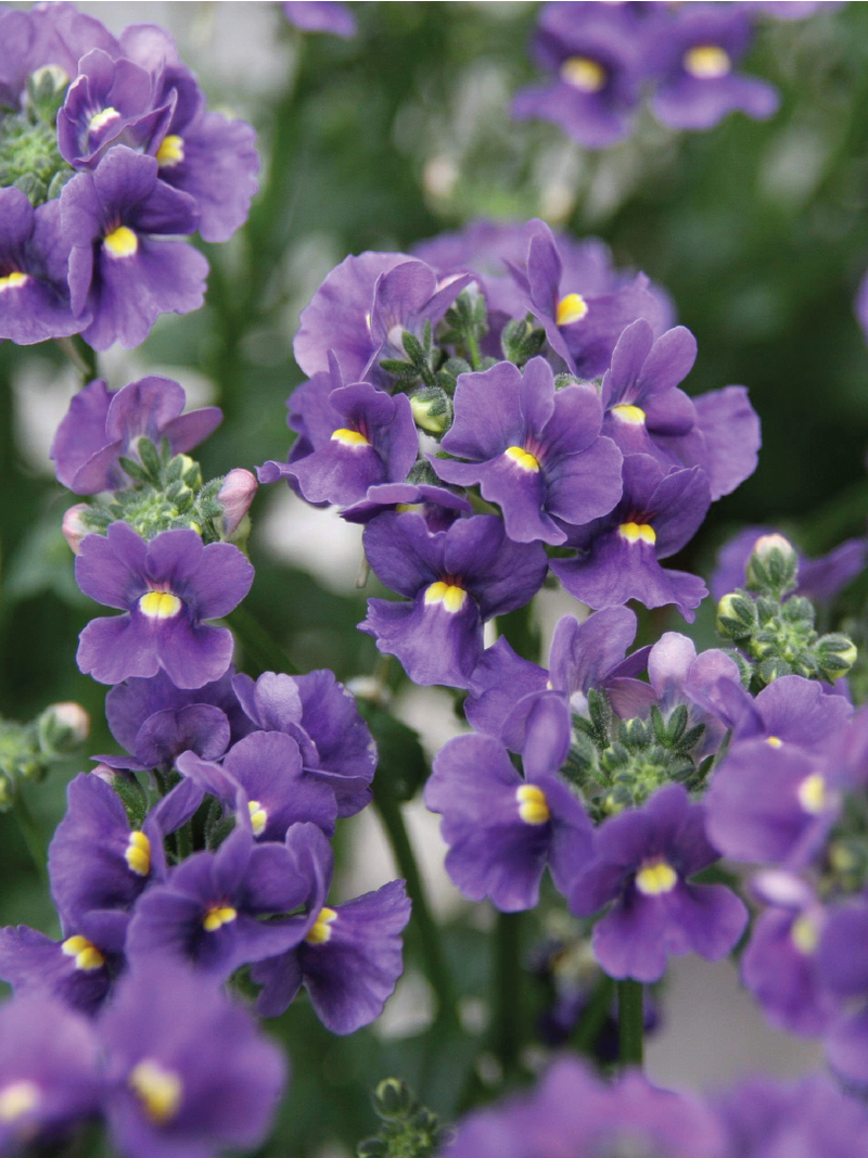 NEMESIA PURPLE FLOWER SEEDLING <br> شتلة زهرة نيميسيا الأرجوانية