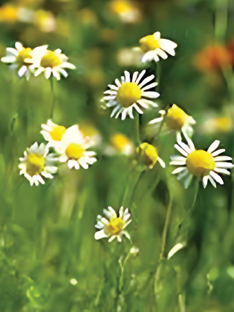 ORGANIC COMMON CHAMOMILE SEEDLING<br>شتلات البابونج الكومون العضوية