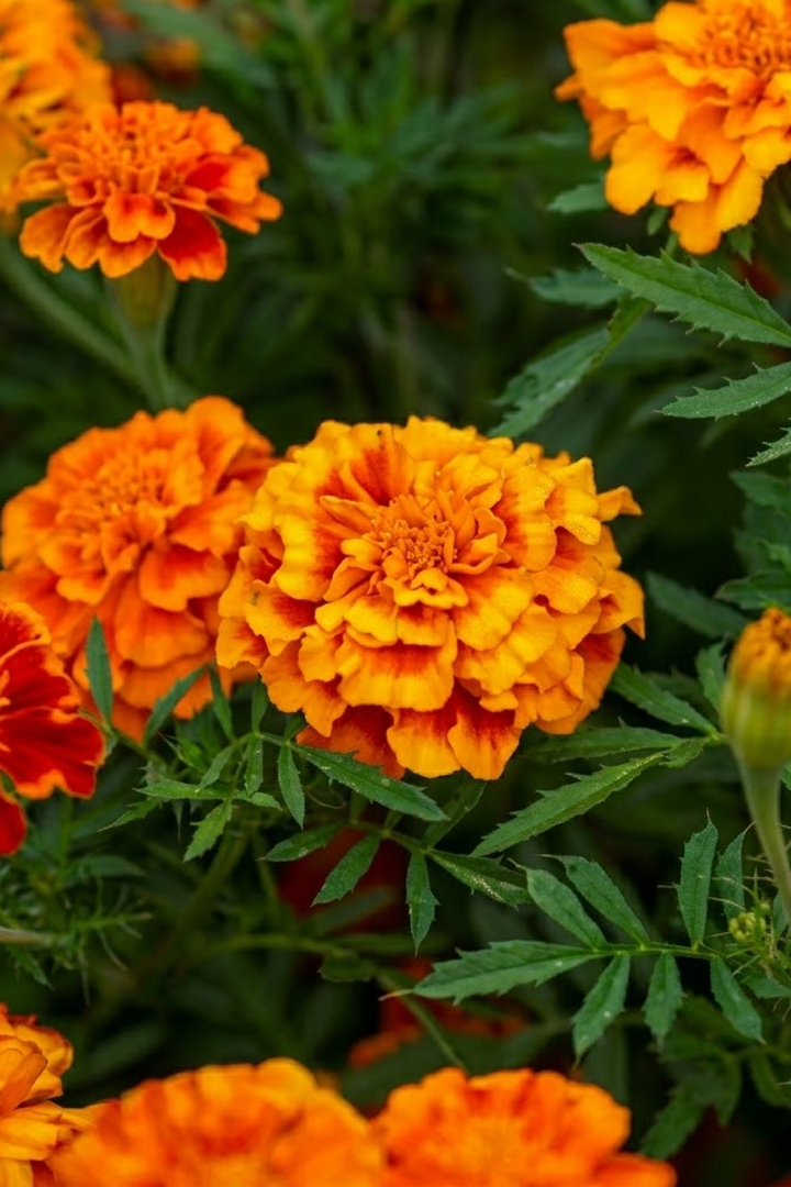MARIGOLD SEEDS