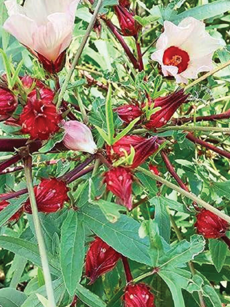 ORGANIC HIBISCUS SEEDLING <br> شتلات الكركديه العضوية