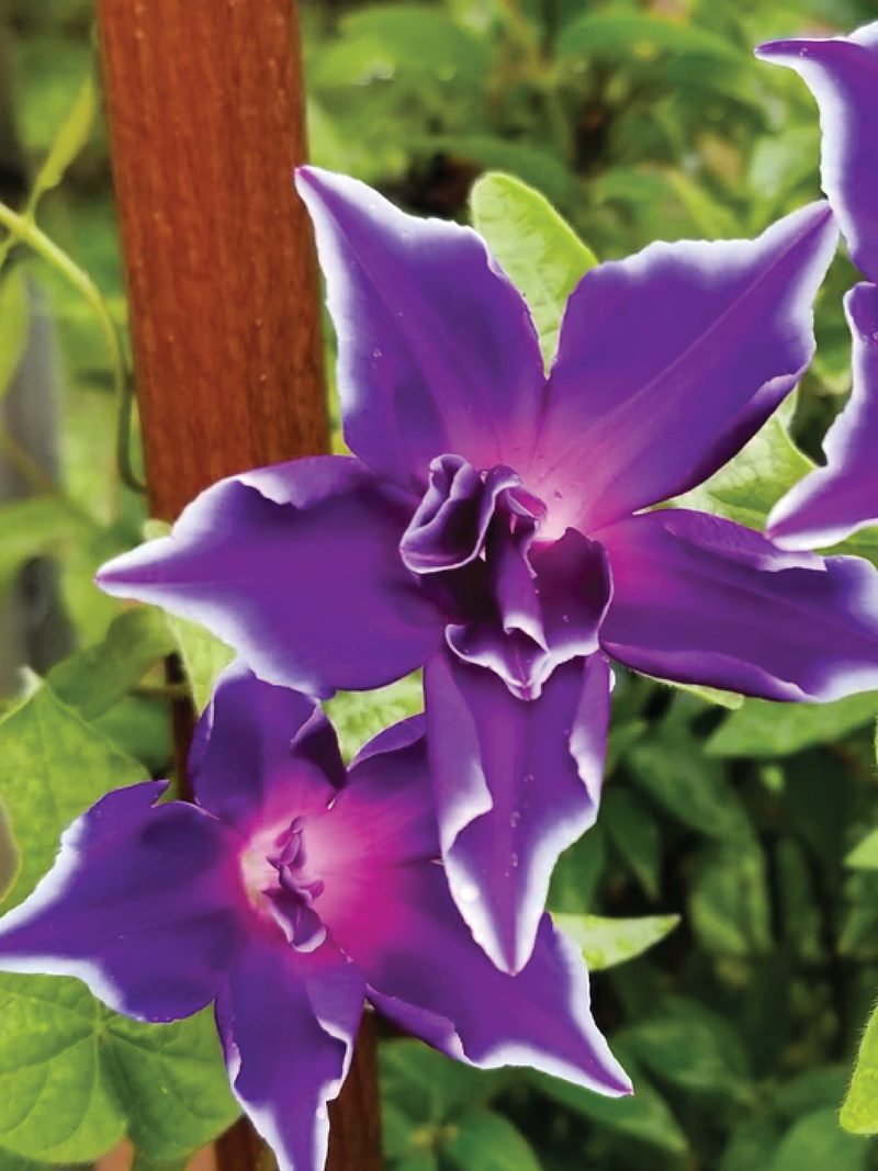 KIKYOZAKI MORNING GLORY FLOWER SEEDLING<br>شتلات زهور المورننج قلوري ياباني كيكيوزاكي