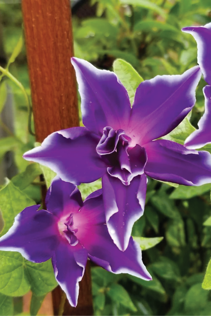 KIKYOZAKI MORNING GLORY FLOWER SEEDLING<br>شتلات زهور المورننج قلوري ياباني كيكيوزاكي