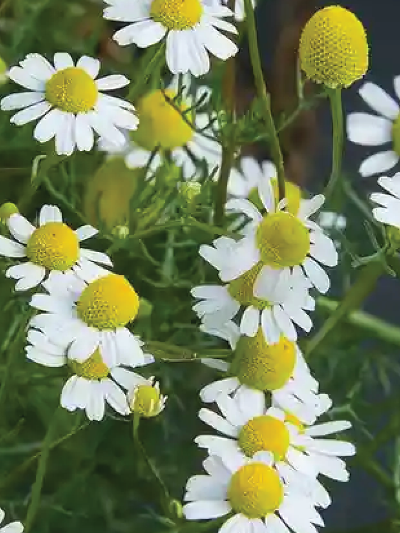 ORGANIC COMMON CHAMOMILE SEEDLING<br>شتلات البابونج الكومون العضوية