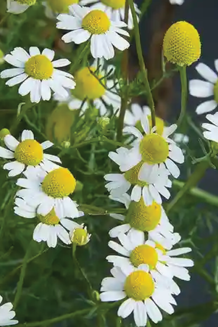 ORGANIC COMMON CHAMOMILE SEEDLING<br>شتلات البابونج الكومون العضوية