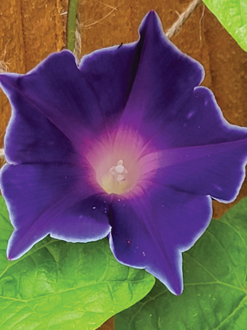 KIKYOZAKI MORNING GLORY FLOWER SEEDLING<br>شتلات زهور المورننج قلوري ياباني كيكيوزاكي