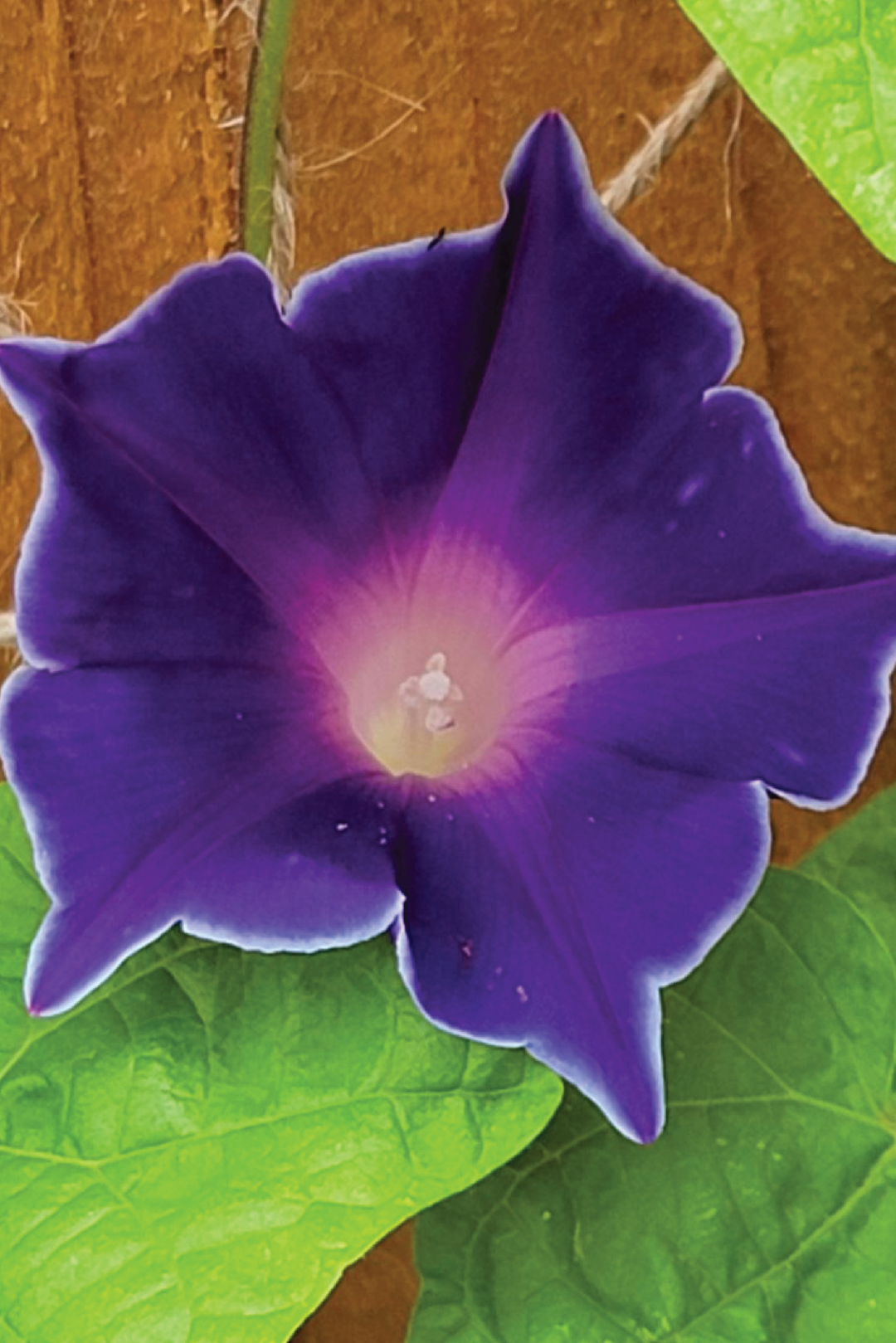 KIKYOZAKI MORNING GLORY FLOWER SEEDLING<br>شتلات زهور المورننج قلوري ياباني كيكيوزاكي