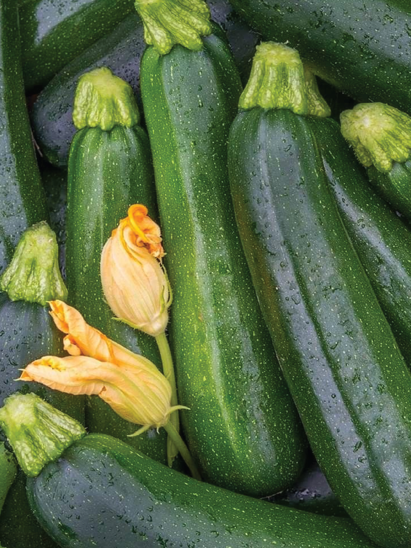 ORGANIC BLACK BEAUTY ZUCCHINI SEEDLING <br> شتلات كوسا بلاك بيوتي العضوية