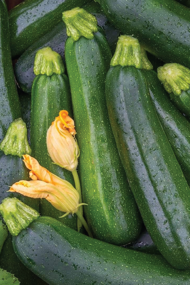 ORGANIC BLACK BEAUTY ZUCCHINI SEEDLING <br> شتلات كوسا بلاك بيوتي العضوية