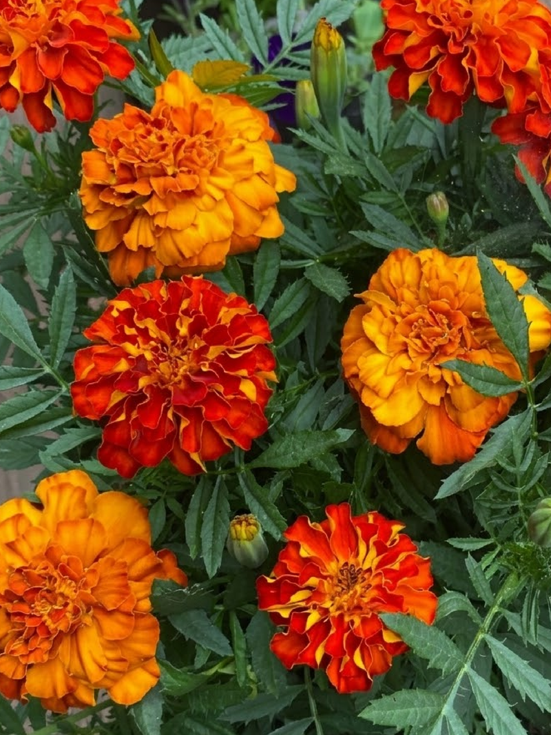 MARIGOLD SEEDS