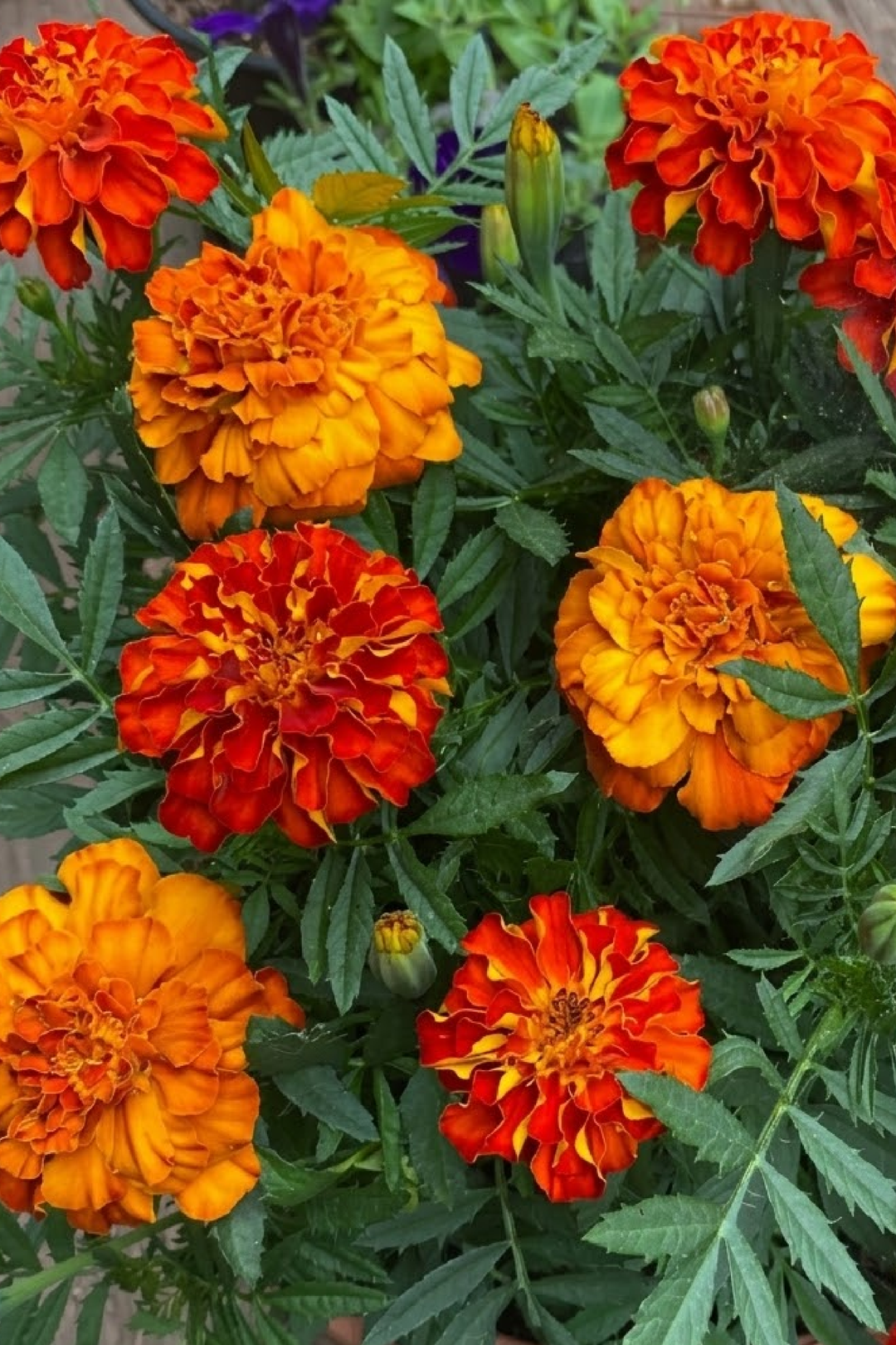 MARIGOLD SEEDS