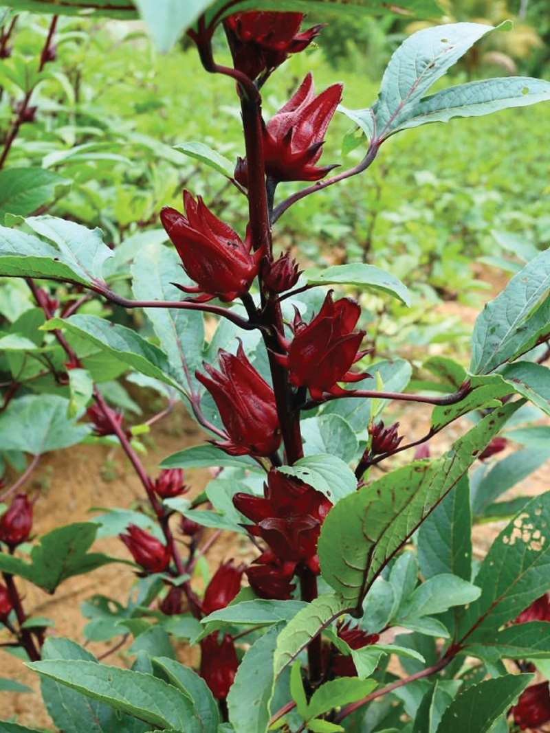 ORGANIC HIBISCUS SEEDLING <br> شتلات الكركديه العضوية