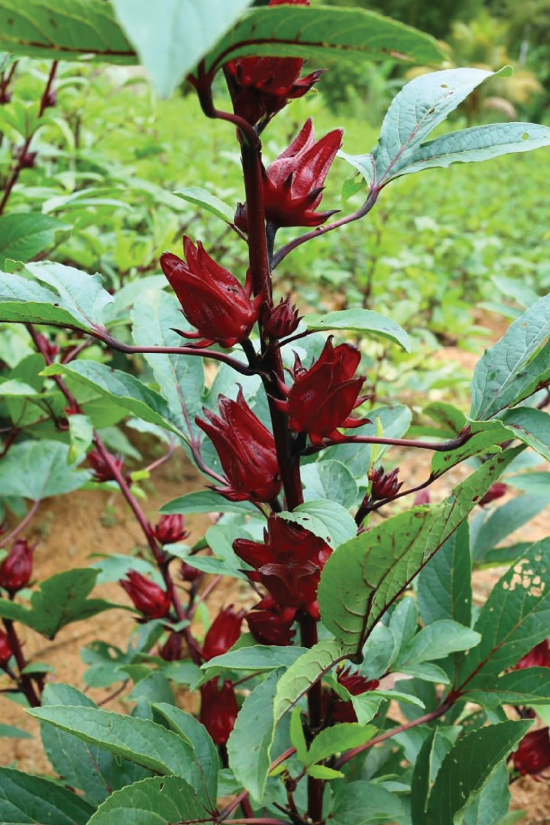 ORGANIC HIBISCUS SEEDLING <br> شتلات الكركديه العضوية