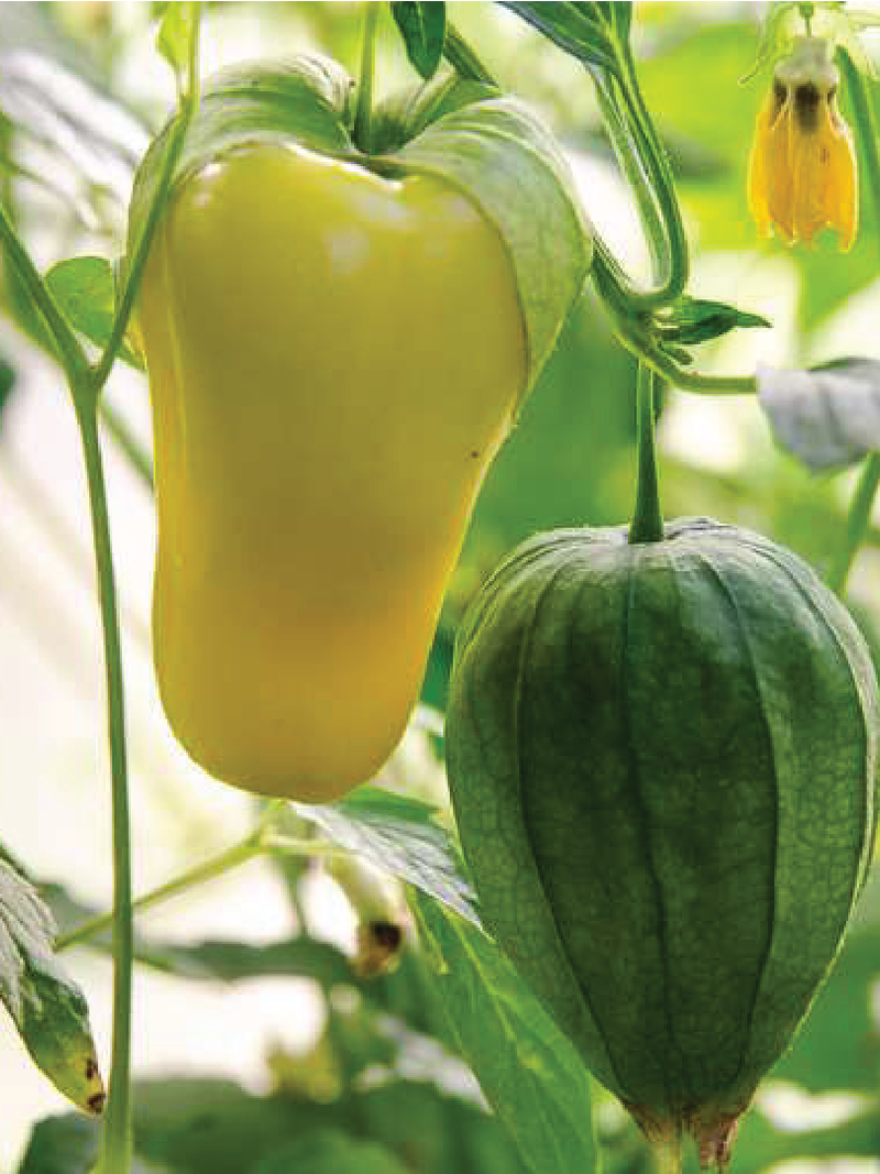 ORGANIC TAMATILLO CHUPON DE MALINALCO SEEDLING<br> شتلات توماتيلو تشوبون دي ماليناكو العضوية