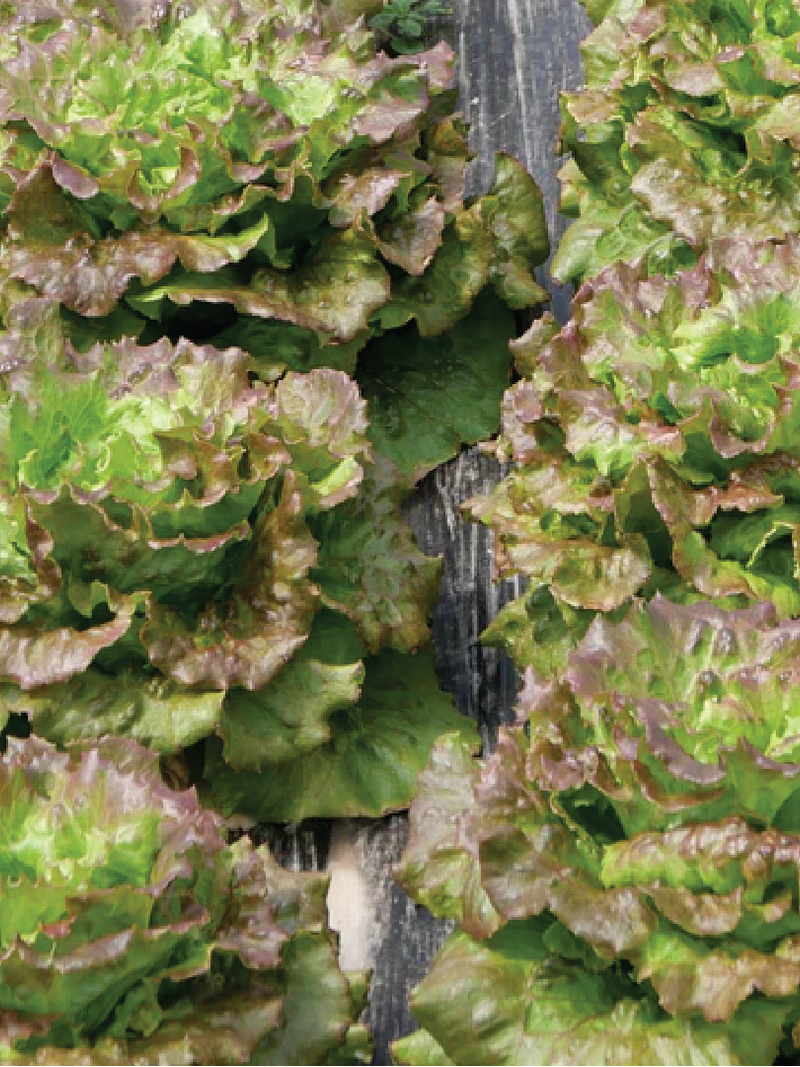 LETTUCE MARAVILLA DE VERANO SEEDS <br> بذور خس مارافيلا دي فيرانو