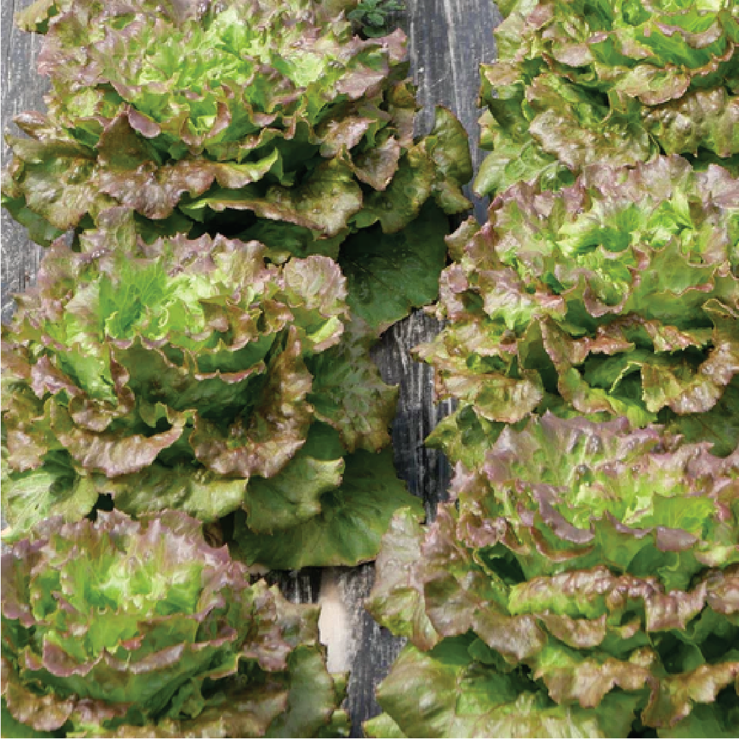 LETTUCE MARAVILLA DE VERANO SEEDS <br> بذور خس مارافيلا دي فيرانو