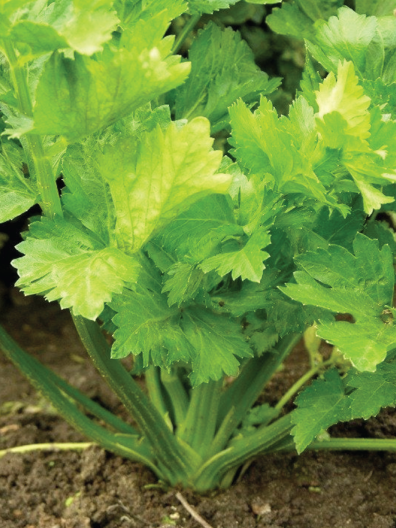ORGANIC CELERY SEEDLING <br> شتلات الكرفس العضوية