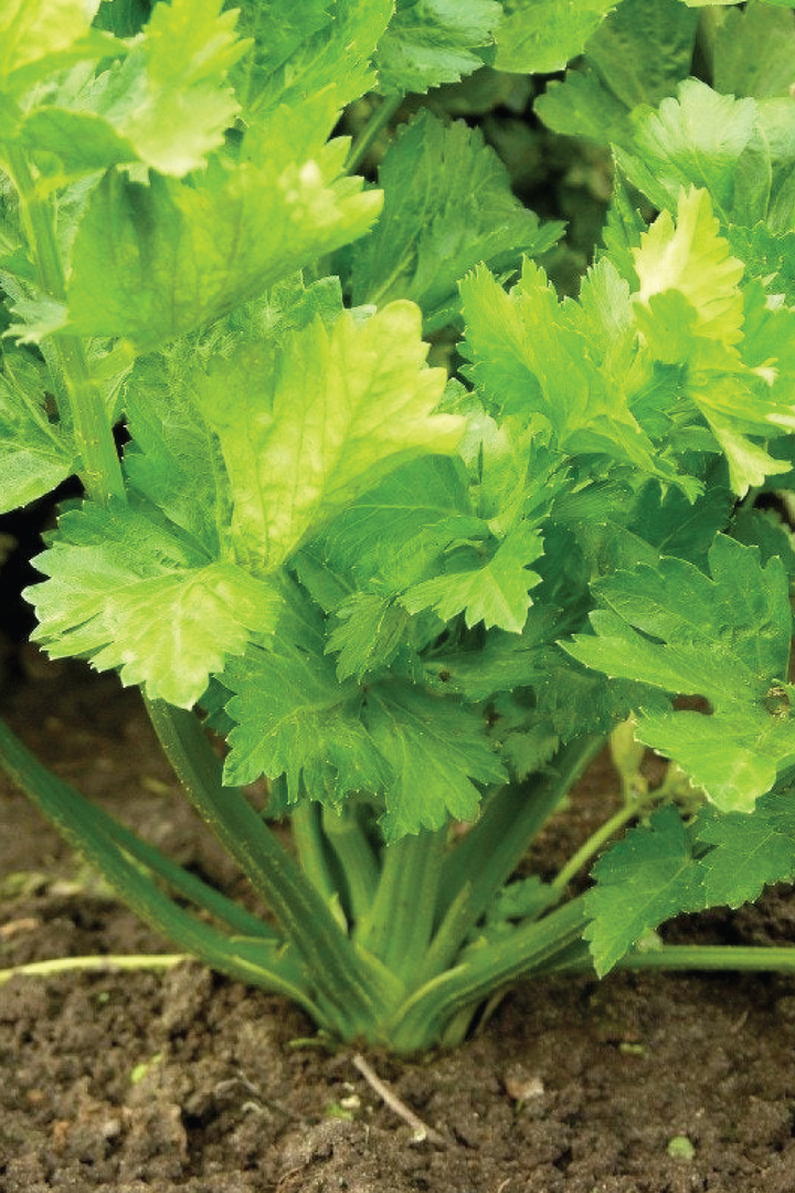 ORGANIC CELERY SEEDLING <br> شتلات الكرفس العضوية