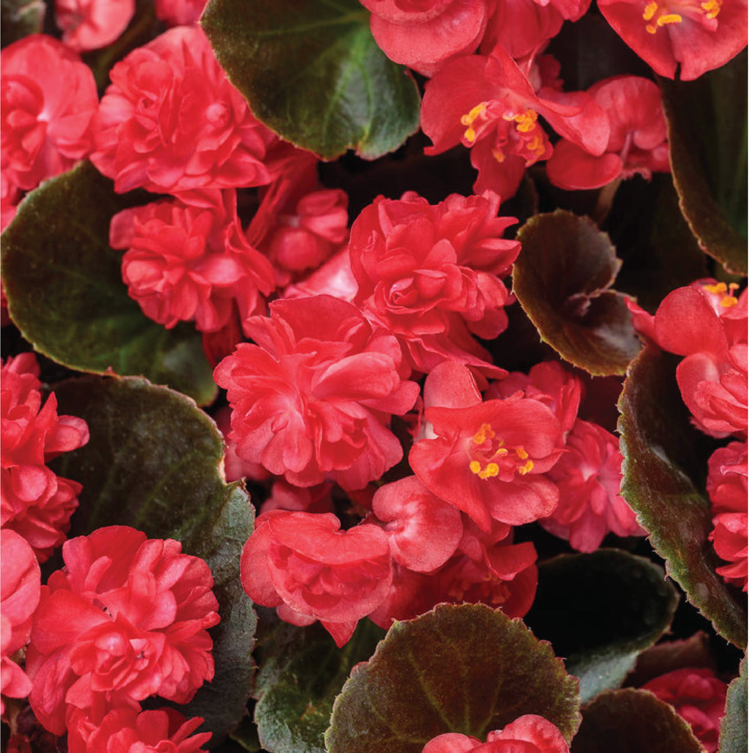 BEGONIA SEEDS<br> بذور زهور البيجونيا