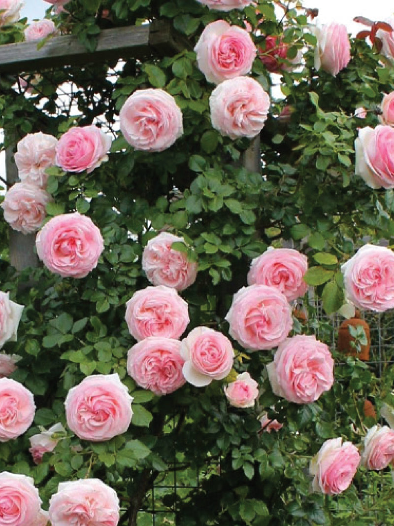 CLIMBER ROSES SEEDS بذور الجوري المتسلقة