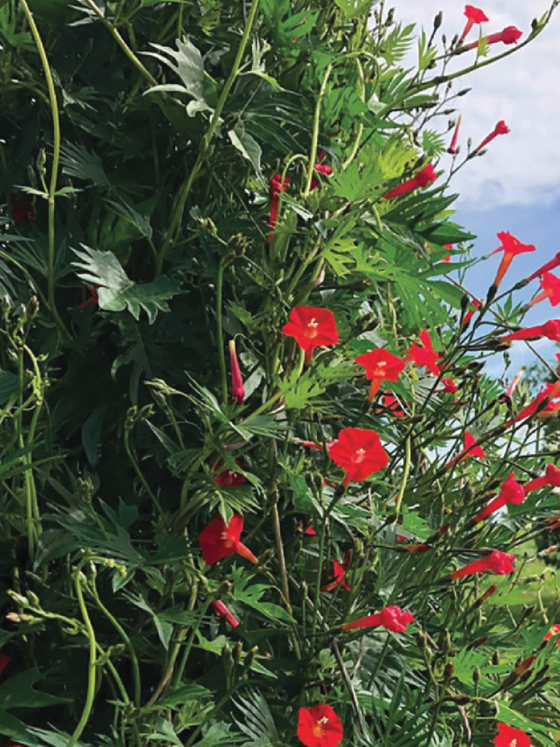 CLIMBING CARDINAL SEEDS<br> بذور الكاردينال المتسلقة