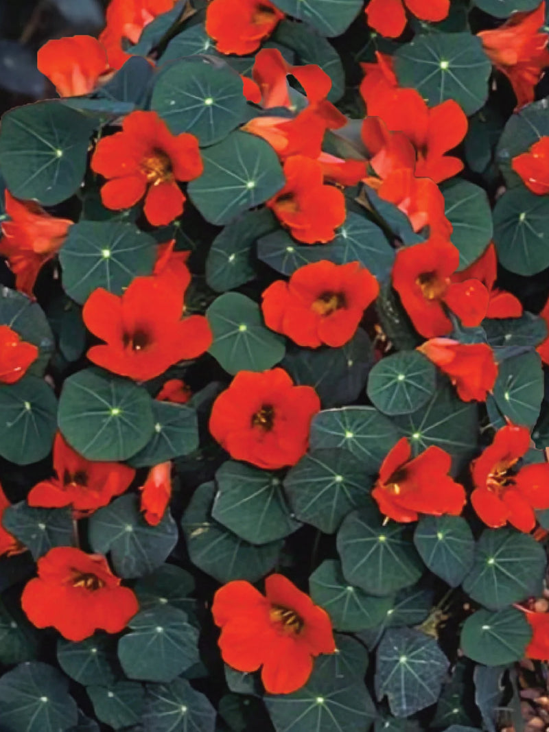 NASTURTIUM SEEDLING <br>شتلةأبو خنجر