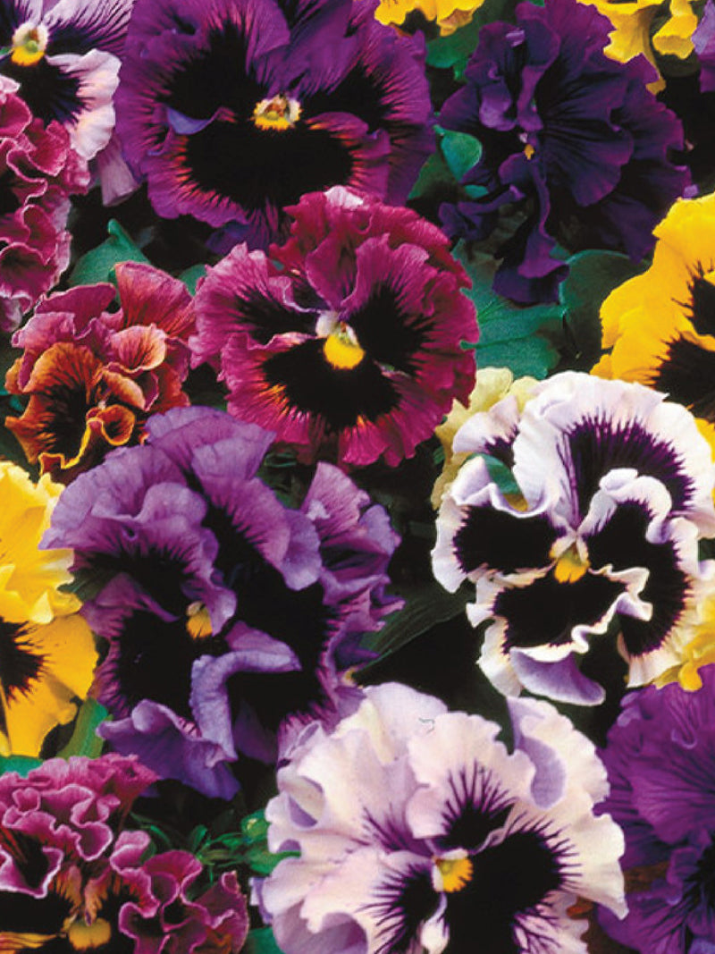 PANSY MIX SEEDS<br> بذور زهور البانسيه
