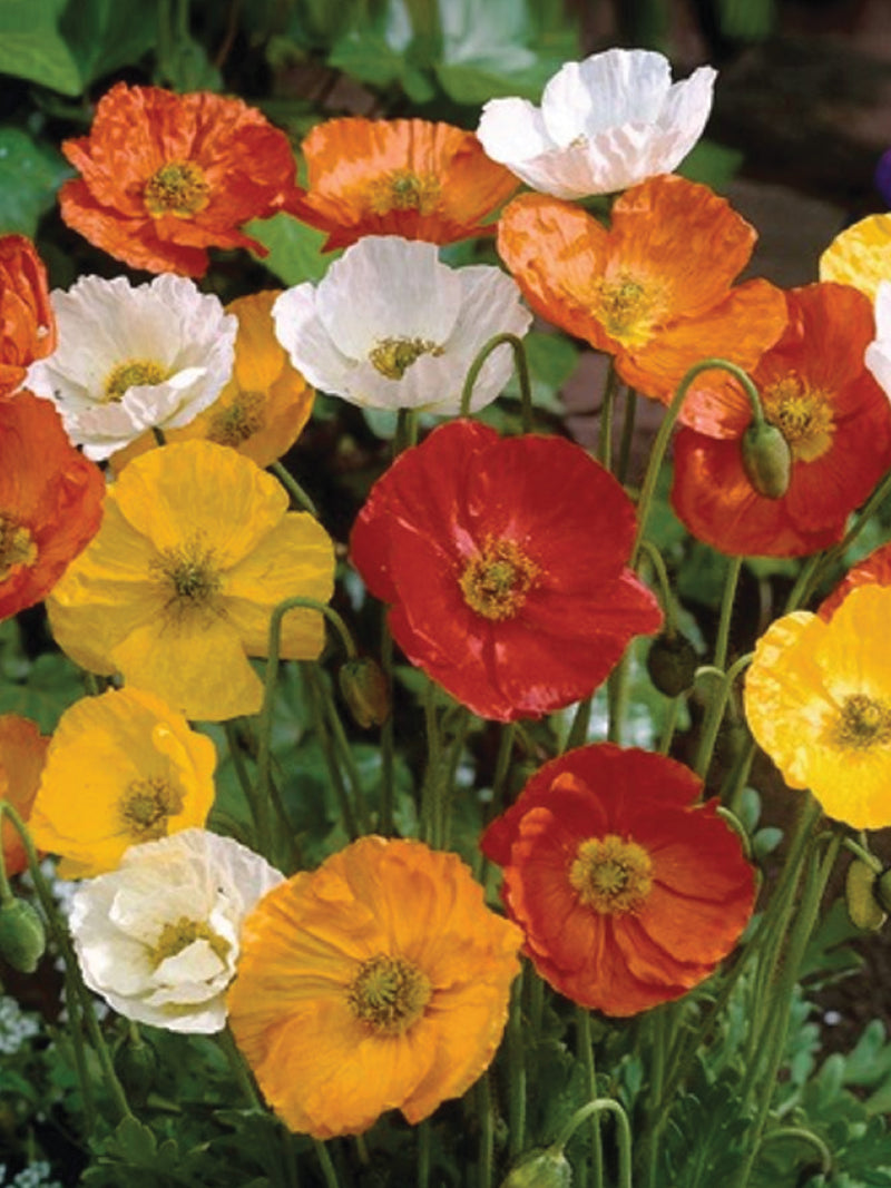 POPPY MIX SEEDS <br>بذور زهور شقائق النعمان