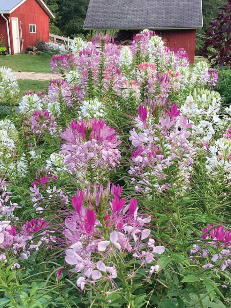 CLEOME SEEDS<br> بذور زهور العنكبوت