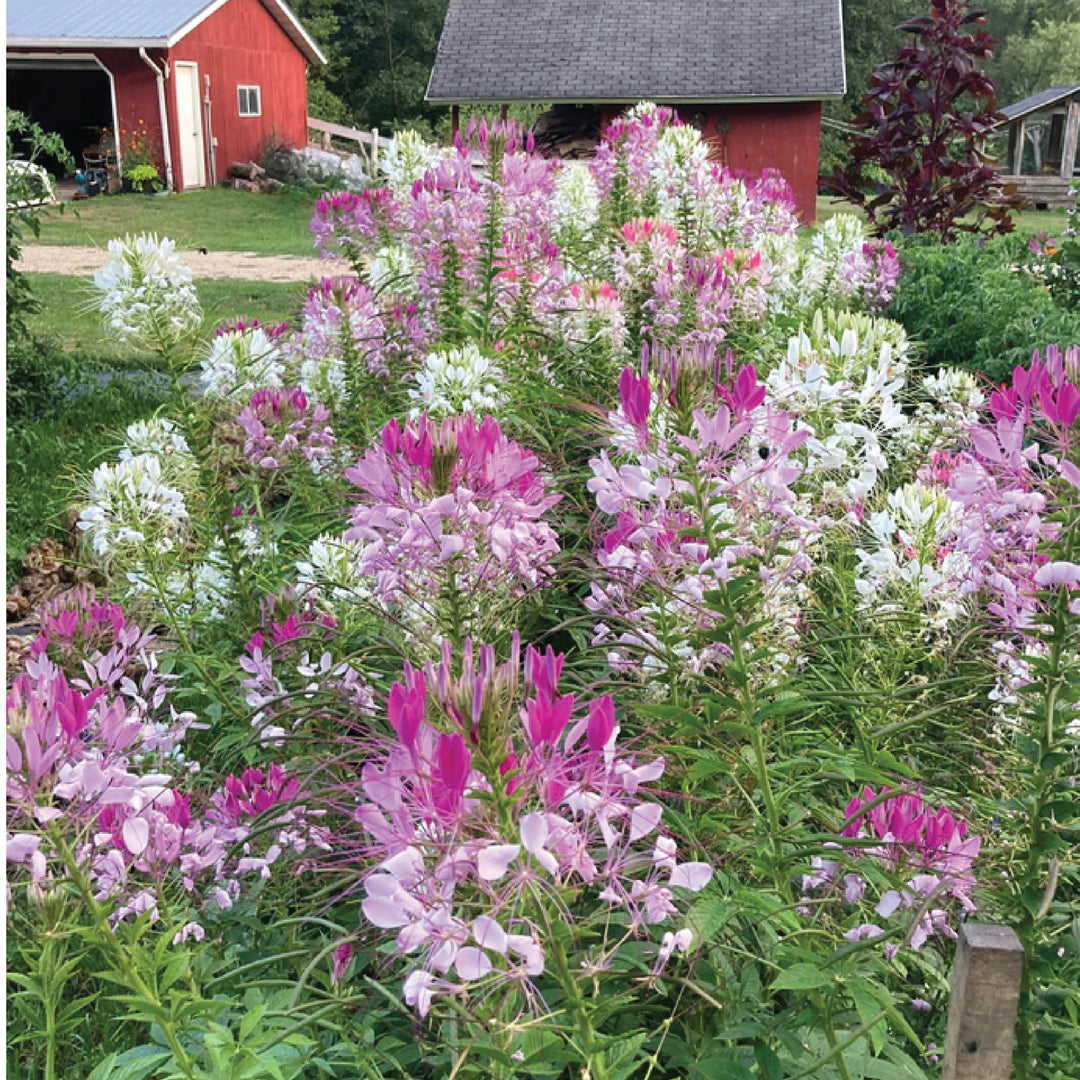 بذور CLEOME بذور الزهرة الزهرية