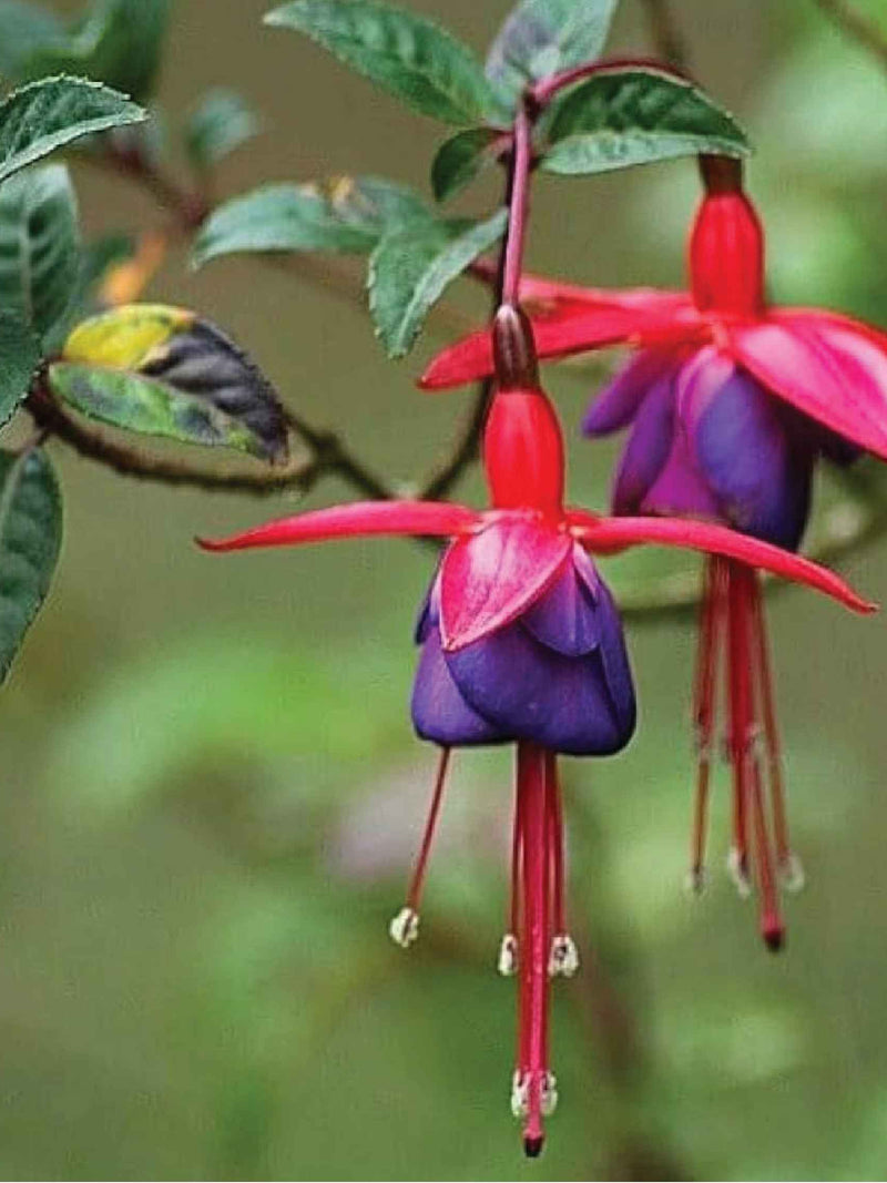 بذور الفوشيا <br> بذور زهور الفوشيا