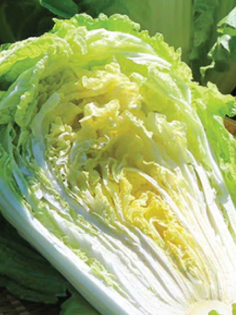 ORGANIC NAPA CABBAGE SEEDLING <br> شتلات الملفوف نابا العضوية