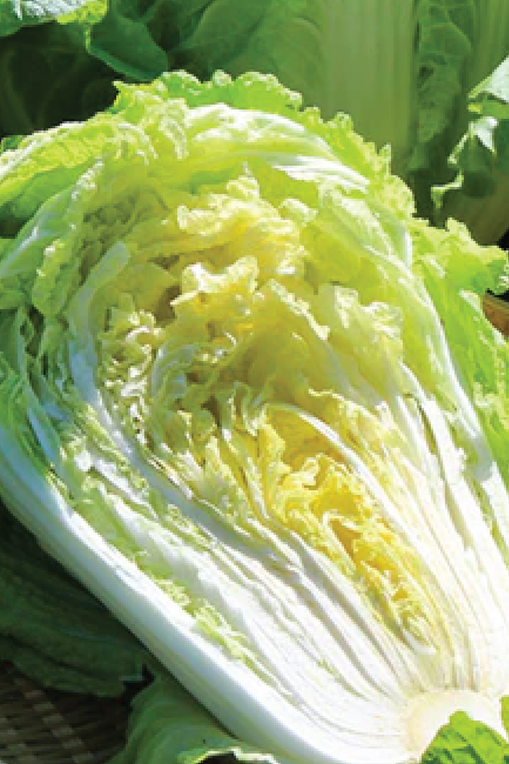 ORGANIC NAPA CABBAGE SEEDLING <br> شتلات الملفوف نابا العضوية