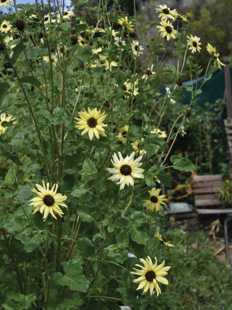 ITALIAN WHITE SUNFLOWER SEEDLING <br> شتلات زهور دوار الشمس الإيطالية البيضاء