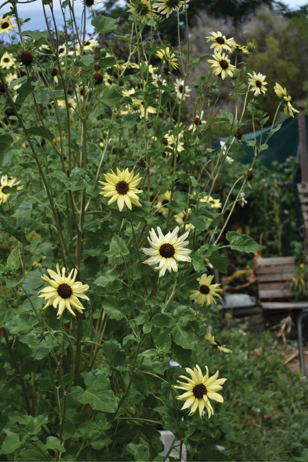 ITALIAN WHITE SUNFLOWER SEEDLING <br> شتلات زهور دوار الشمس الإيطالية البيضاء