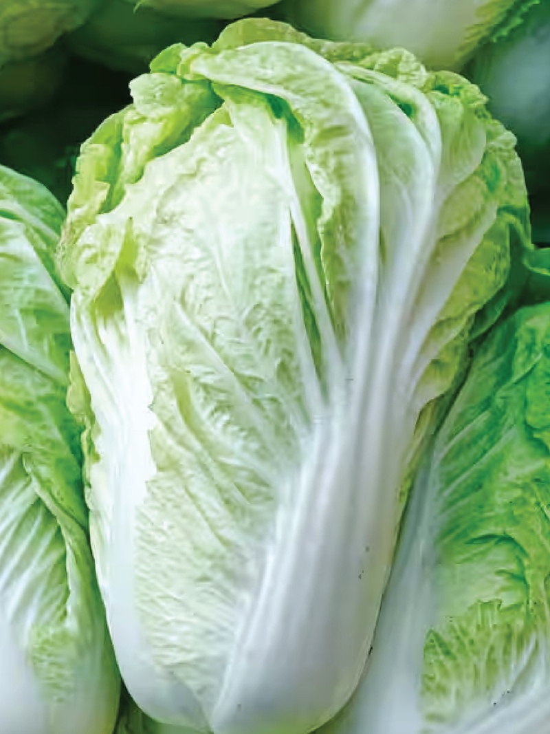 ORGANIC NAPA CABBAGE SEEDLING <br> شتلات الملفوف نابا العضوية