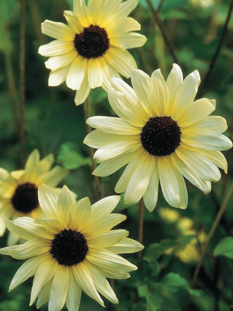 ITALIAN WHITE SUNFLOWER SEEDLING <br> شتلات زهور دوار الشمس الإيطالية البيضاء