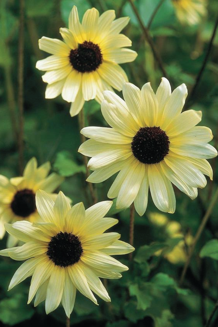 ITALIAN WHITE SUNFLOWER SEEDLING <br> شتلات زهور دوار الشمس الإيطالية البيضاء