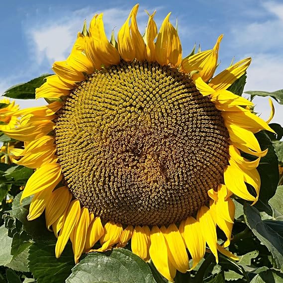 ORGANIC MAMMOTH SUNFLOWER SEEDLING