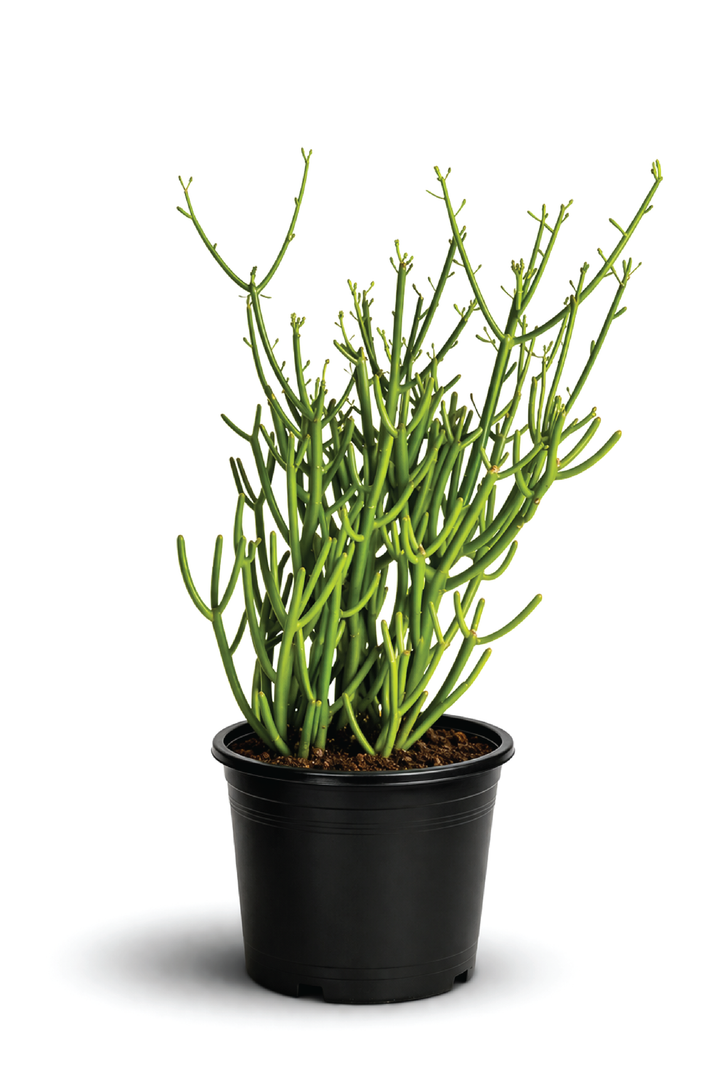 PENCIL CACTUS PLANT
