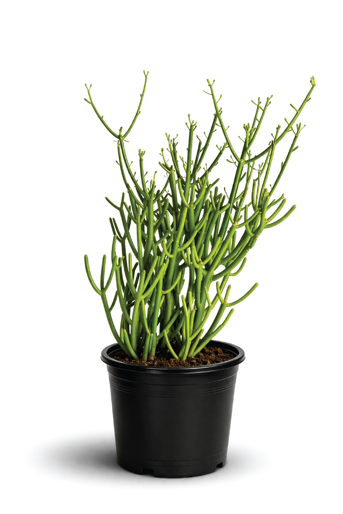 PENCIL CACTUS PLANT - Unique & Low Maintenance Succulent  Plantology Lab  Trading